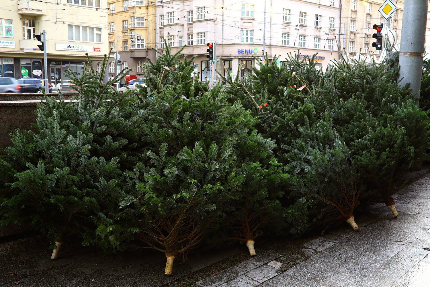 Prodej vánočních stromků 2018