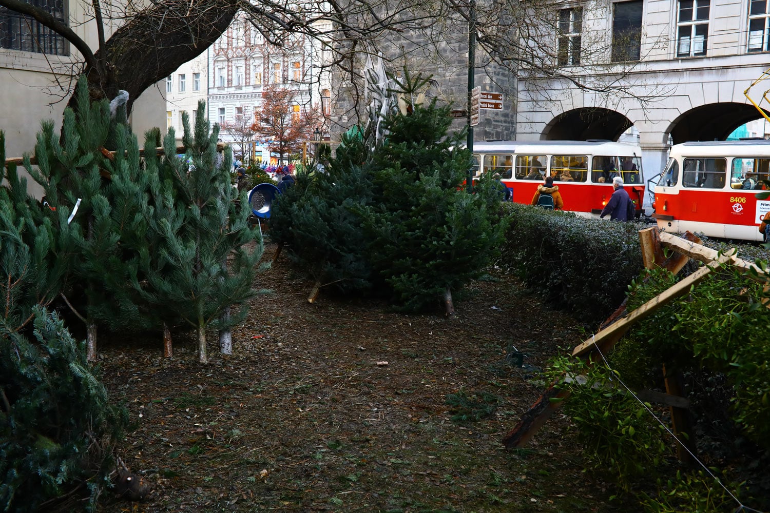 Prodej vánočních stromků 2018