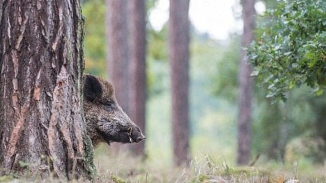 Náhledový obrázek - Africký mor prasat se rozšířil mimo ohrazenou oblast. Choroba se prokázala už u 200 zvířat