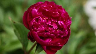 Náhledový obrázek - Pivoňka lékařská se pěstuje hlavně pro okrasné účely. Uplatnění našla i v kosmetice