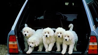 Ilustrační obrázek