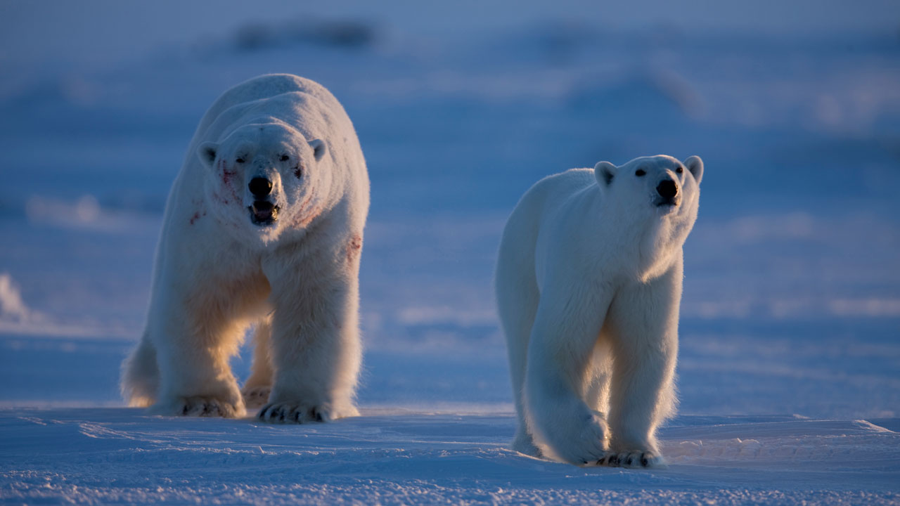 Dokumentární cyklus Divoká Aljaška
