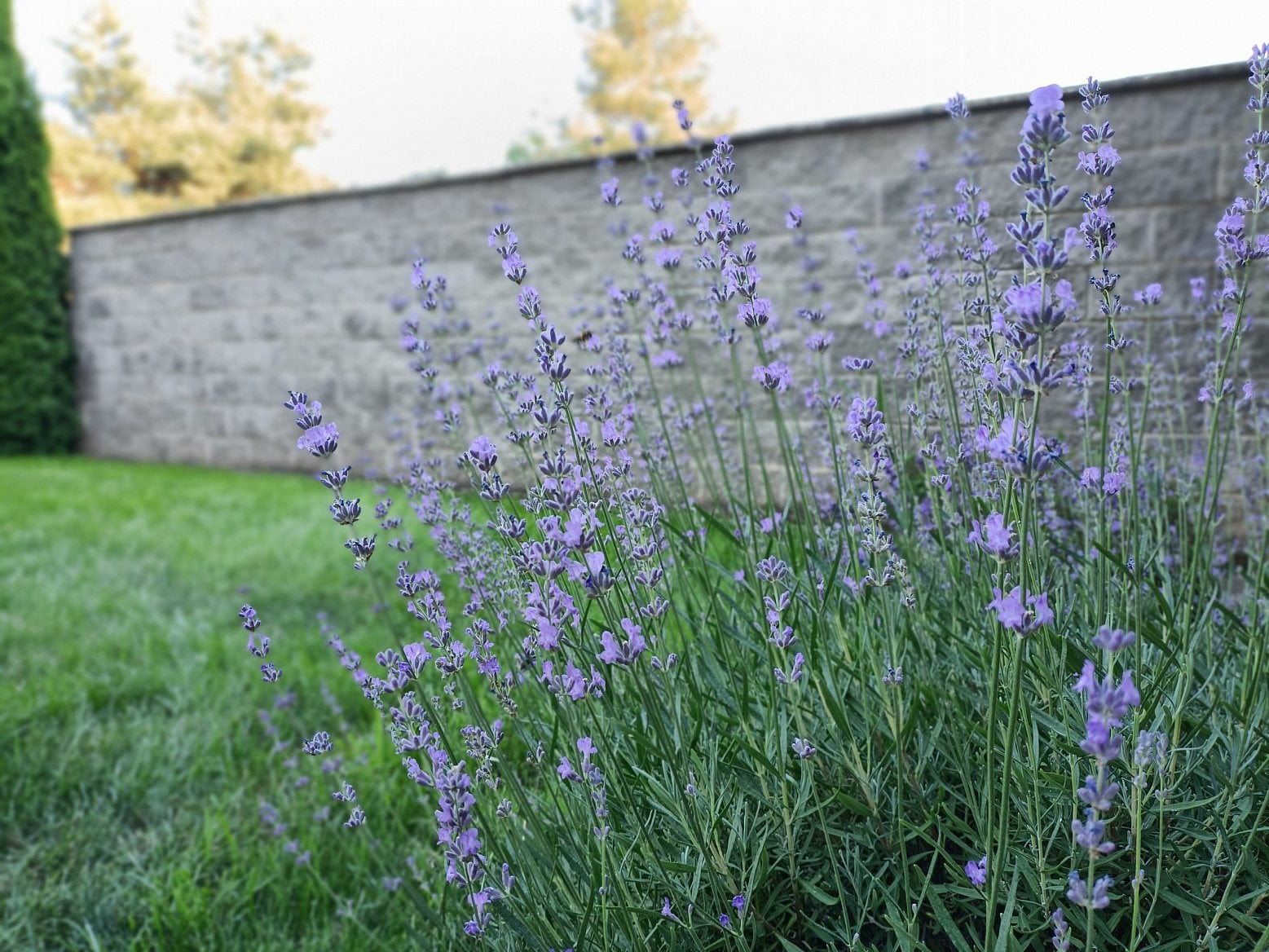 Oppo Reno5Z kamera17