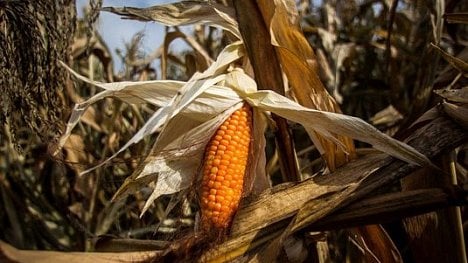 Náhledový obrázek - Geneticky neupravené Česko. Žádný zemědělec letos GMO nezasel