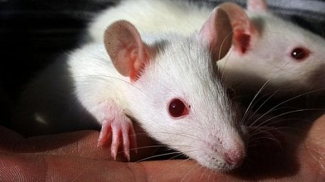 Náhledový obrázek - Konec testování na zvířatech? Vědci pracují na revolučním čipu