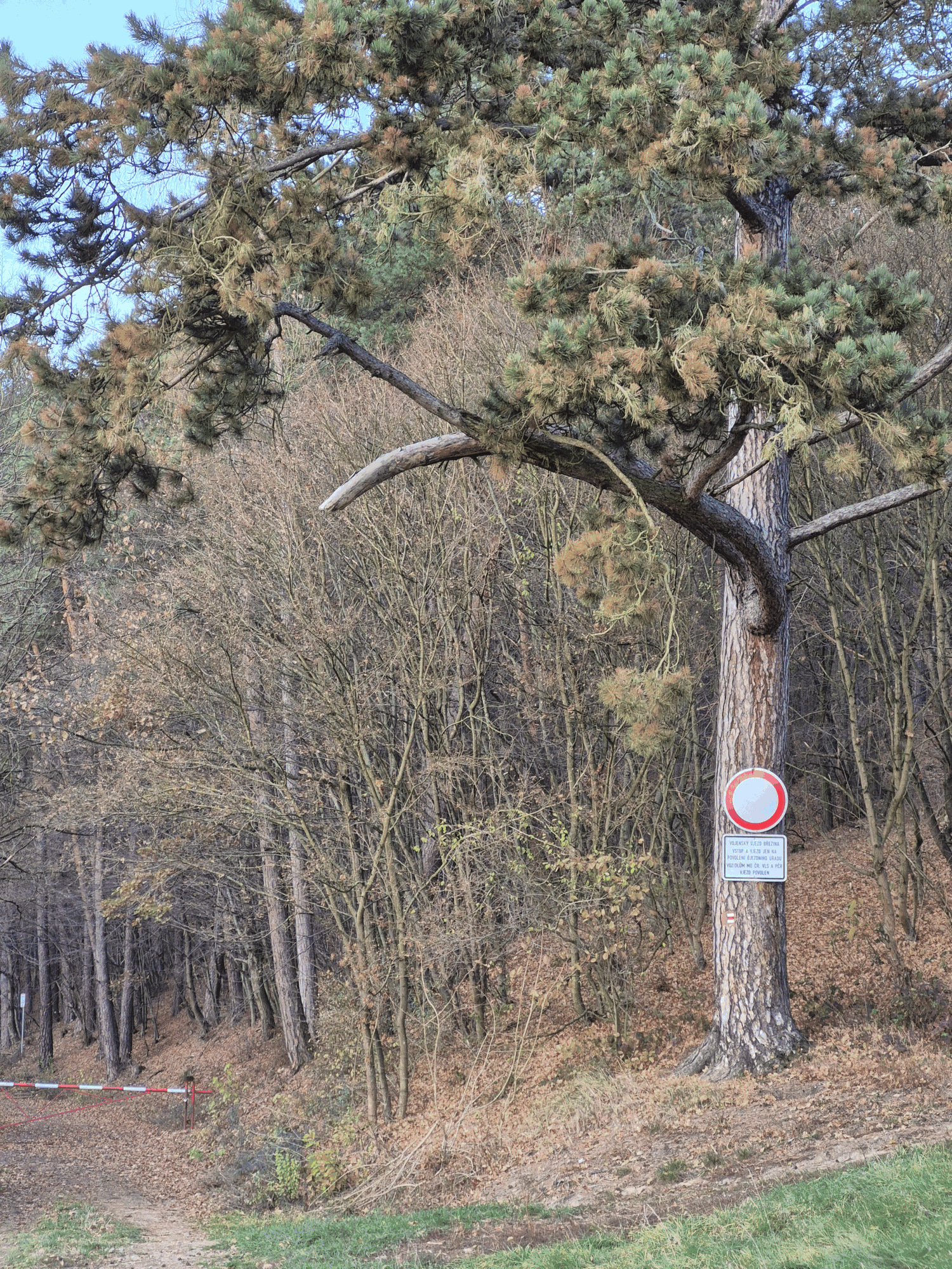 3násobný optický zoom