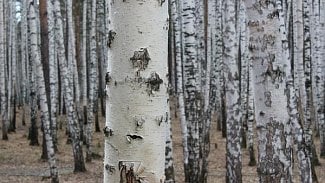 Náhledový obrázek - Alergiky trápí pyl z břízy, teplo a sucho situaci zhoršuje