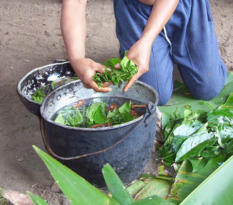 Ayahuasca - liána smrti