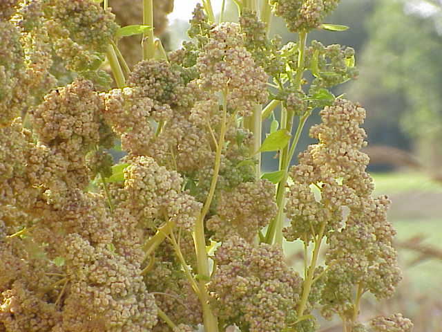 fotogalerie-quinoa-neboli-merl-k-ilsk-vitalia-cz