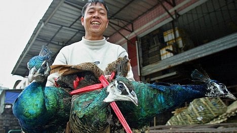 Náhledový obrázek - Chov pávů, dikobrazů nebo cibetek na maso. Běžná praxe v Číně před rozšířením koronaviru