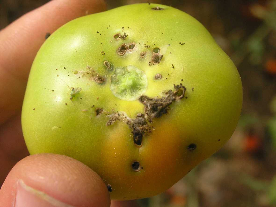 Nový škůdce rajčat makadlovkaTuta absoluta