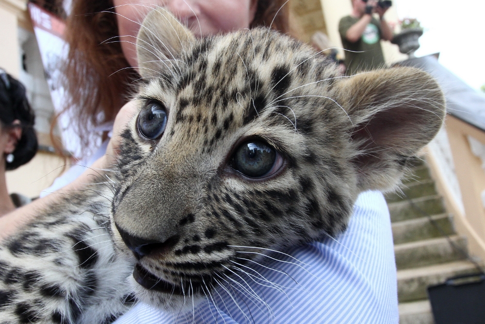 Prima pokřtila levharty v ZOO Dvůr Králové písní pro Primu Zoom