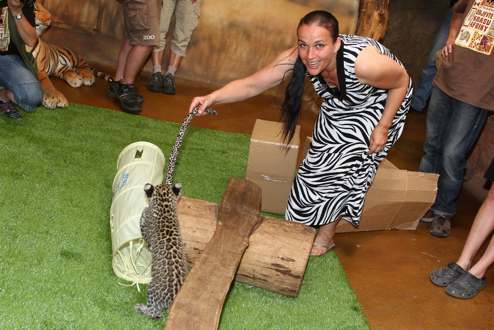 Prima pokřtila levharty v ZOO Dvůr Králové písní pro Primu Zoom
