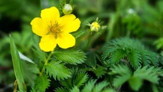 Náhledový obrázek - Mochna husí uvolňuje hladké svalstvo a zmírňuje křeče. Někteří ji však považují za otravný plevel