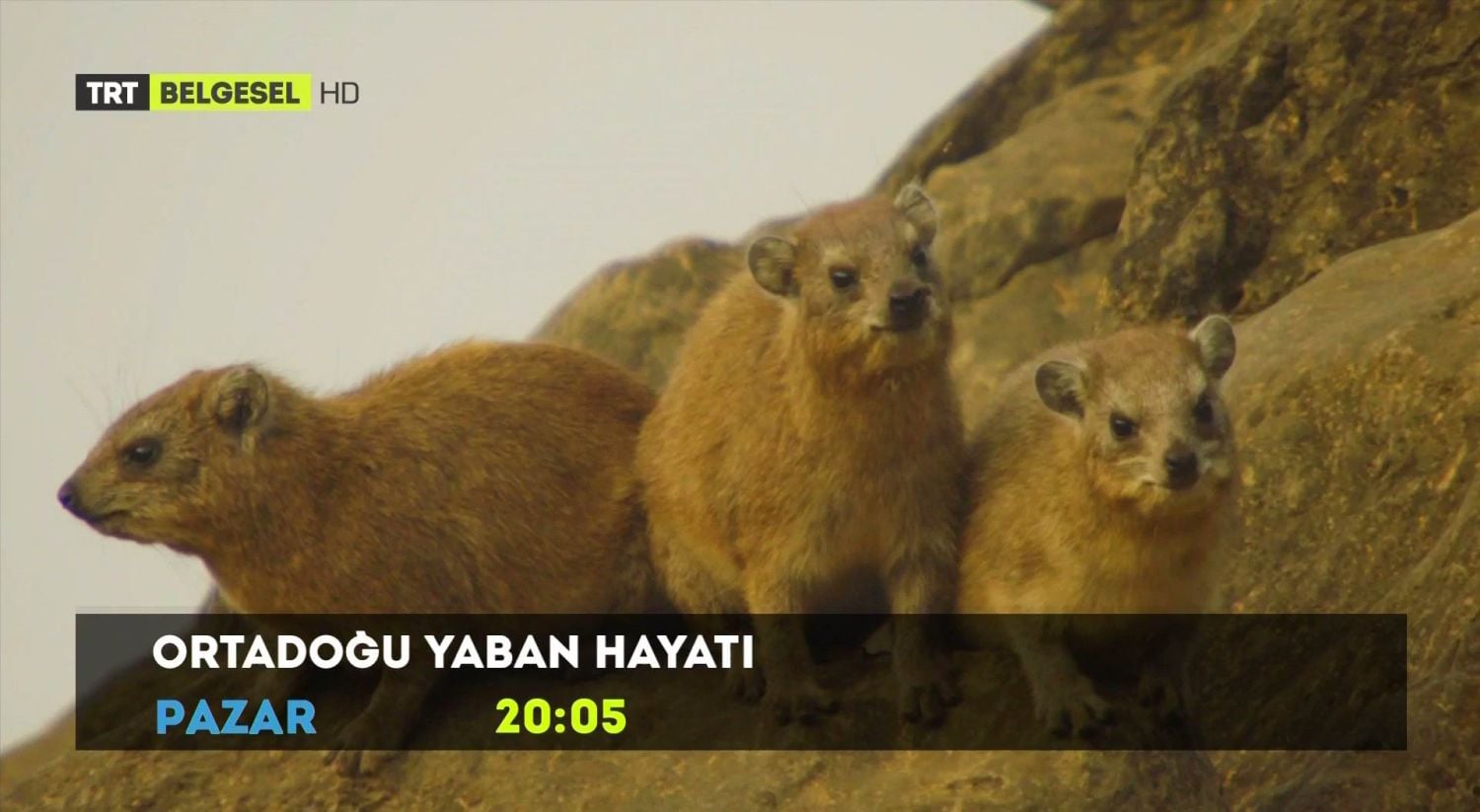 Nové hvězdy na satelitním nebi 15. až 19. srpna