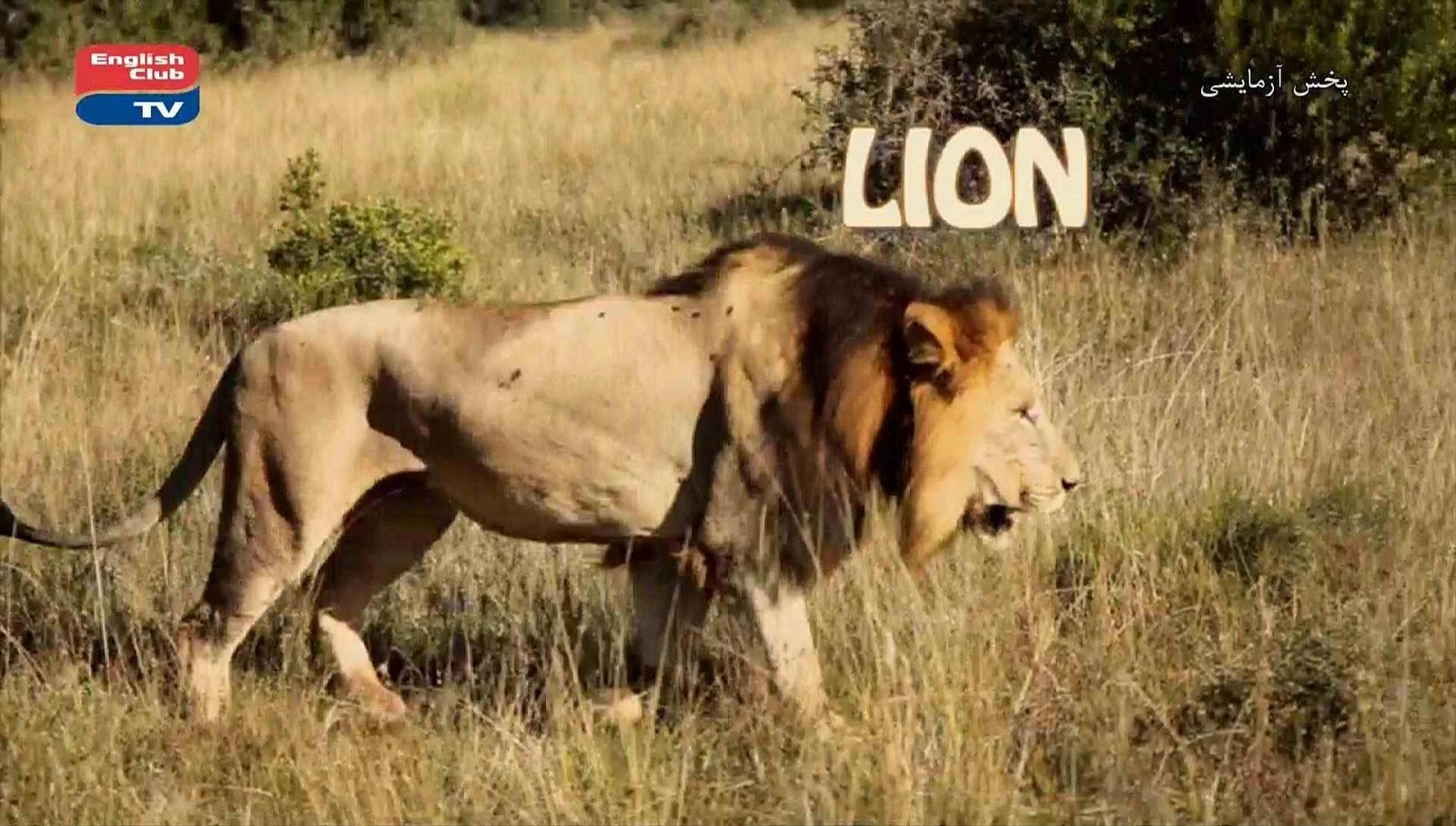 Nové satelitní FTA kanály 43 - 44. týden roku 2018