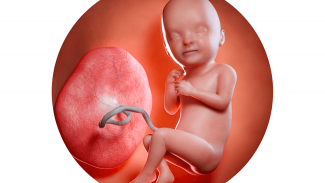 Náhledový obrázek - 33. týden těhotenství: ustálení polohy plodu