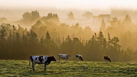 Náhledový obrázek - Hra o mléko: jednání Kanady a USA o obchodní dohodě se protahují