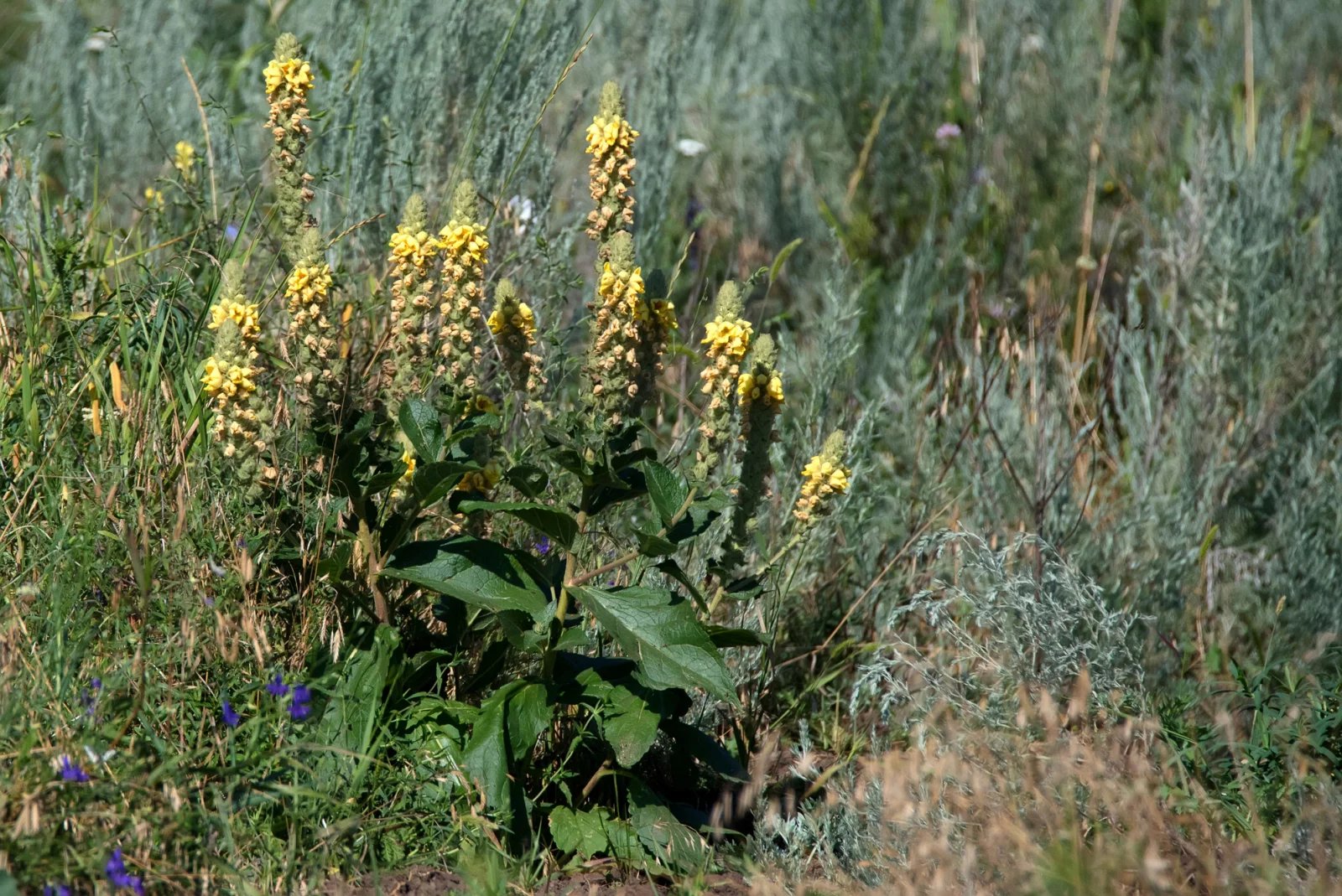 Co se botanické charakteristiky týče, představuje divizna velkokvětá dvouletou rostlinu, která dosahuje až dvoumetrové výšky. Rostlina sestává z růžice přízemních listů, z níž později roste lodyha se střídavými lístky.