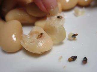 Dm drogerie, Olomouc: BIOLINIE Fazole bílé máslové, BIO produkt - Uvnitř fazolí byl zjištěn výskyt mrtvých škůdců. Výskyt škůdců byl pouze uvnitř fazolí, v nálevu se škůdci nevyskytovali.