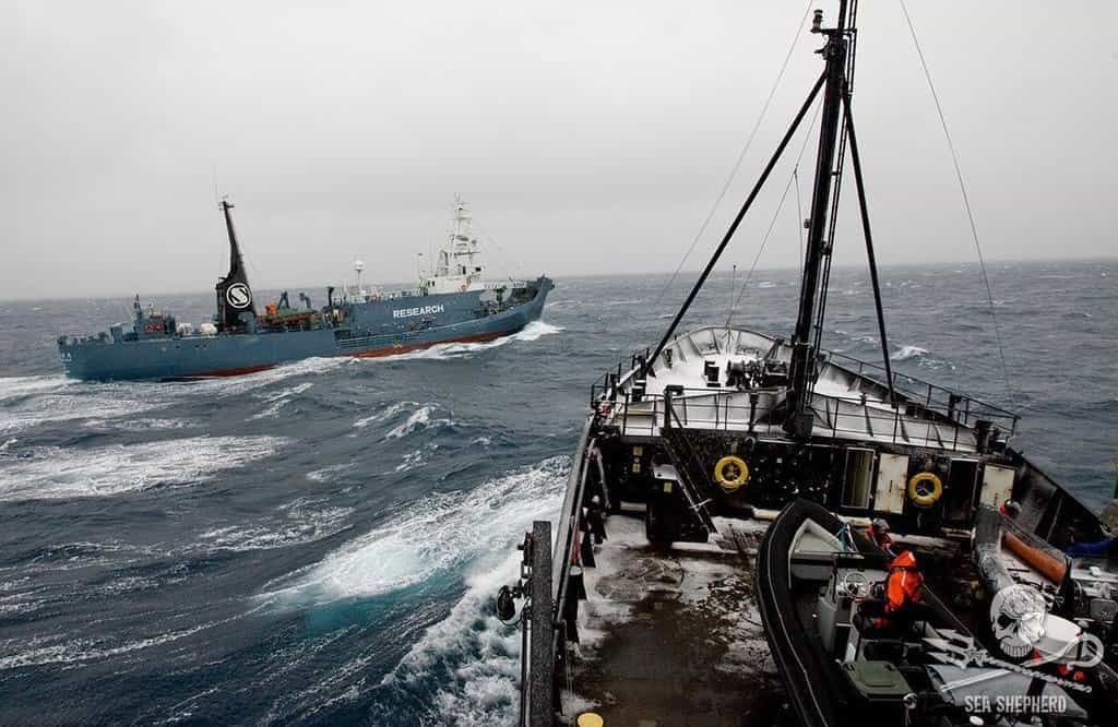 2019-05-sea-shepherd-5.jpg