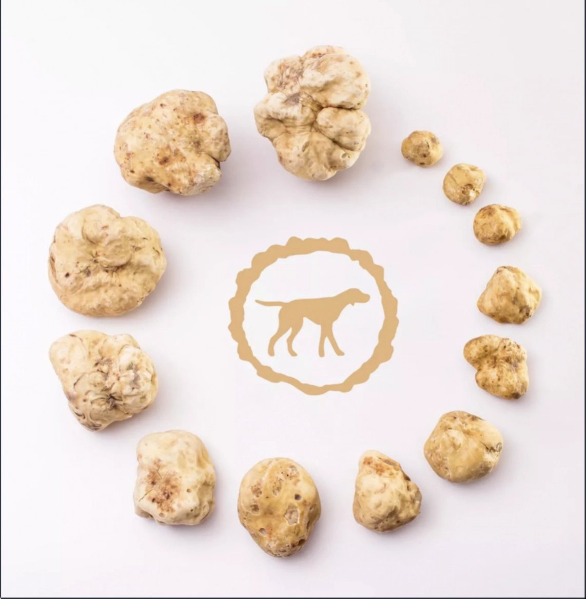 Lanýže bílé (Tuber Magnatum)