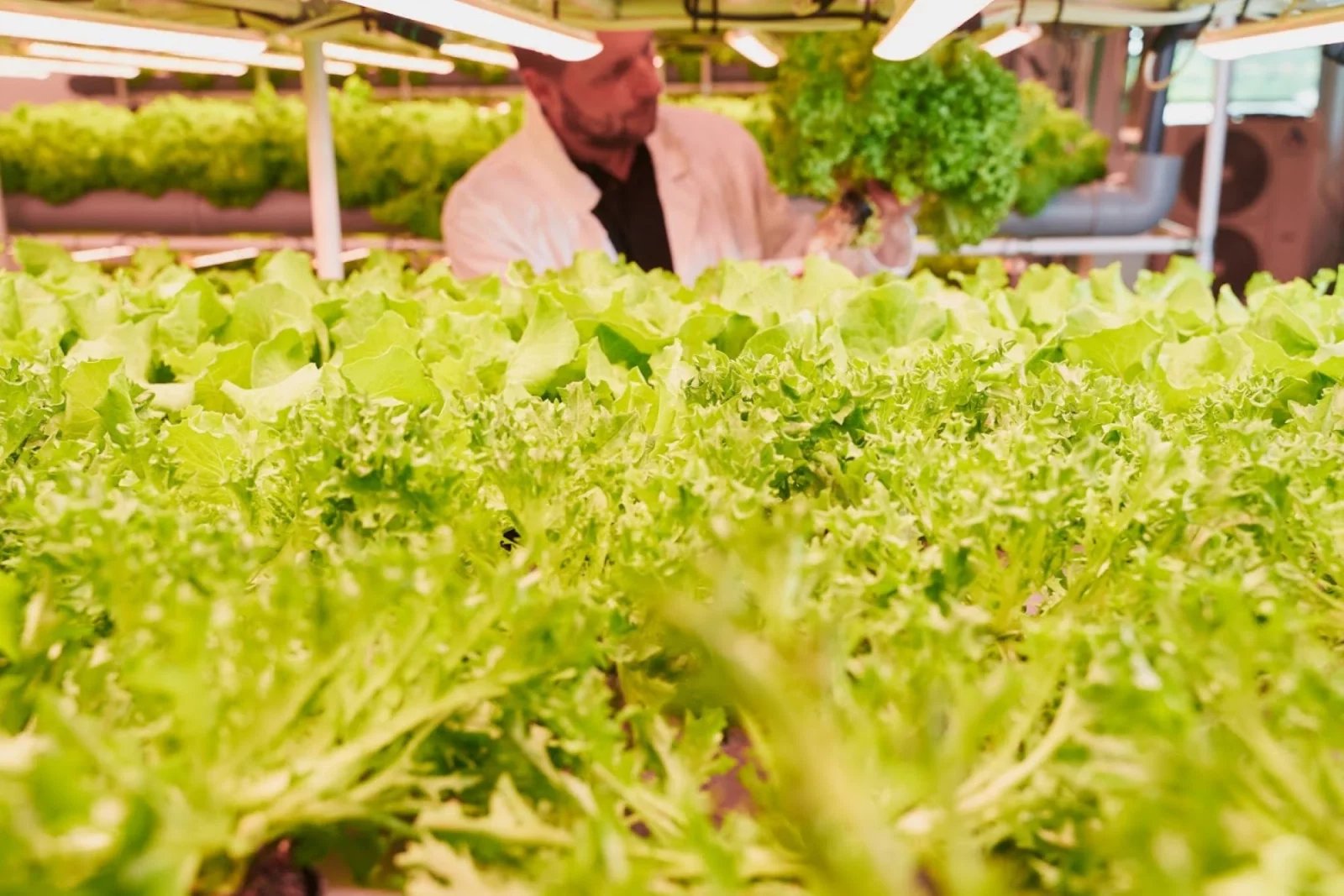 Pěstování salátů