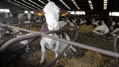 Náhledový obrázek - Krávy místo mléka. Do Kataru přiletí čtyři tisíce dojnic