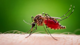 Náhledový obrázek - Virus Zika se přenáší komářím kousnutím. Infekce se může přenášet z těhotné na dítě
