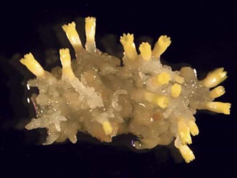 2010-11-jed-z-moc599skycc81ch-hub-po-mc3a1hc3a1-ke-vzniku-lepc5a