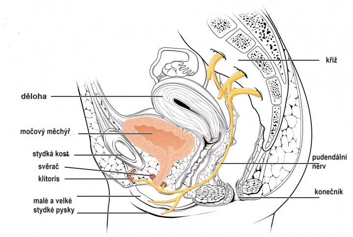 Umístění pudenálního nervu
Ilustrace z webu Anatomy & Physiology, Connexions