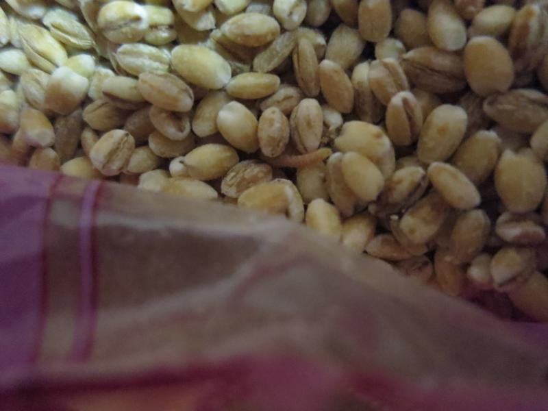 Kroupy VELKÉ - č.10 ječné. Kategorie: Nebezpečné potraviny. Nevyhovující parametr: škůdci, obal. Uvnitř všech balení byla zjištěna přítomnost molů ve všech vývojových stádiích a stopy po jejich činnosti (pavučinky, kokony). Obal potraviny byl porušený a znečištěný činností škůdců. Kontrolovaná osoba neměla zavedeny dostatečné postupy pro regulaci škůdců, výrobek byl nabízen k prodeji po uplynutí data minimální trvanlivosti. Místo kontroly: Du Chau Nguyen, Most