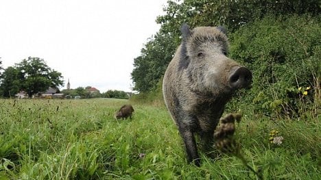 Náhledový obrázek - S africkým morem prasat bojují i armádní veterináři