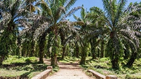 Náhledový obrázek - Nejlepší zdroj oleje aneb Jak palma k vítězství přišla