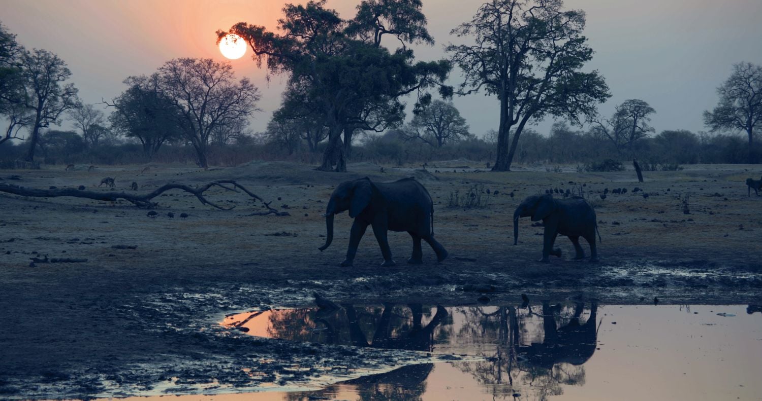 Viasat Nature - Noc na Zemi Afrika