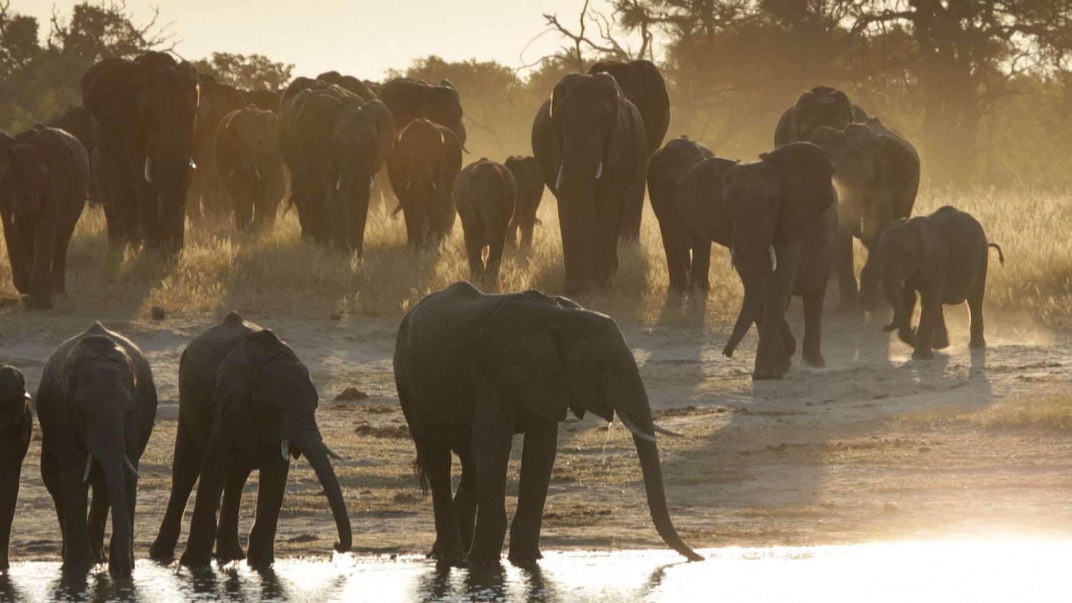 Viasat Nature - Noc na Zemi Afrika