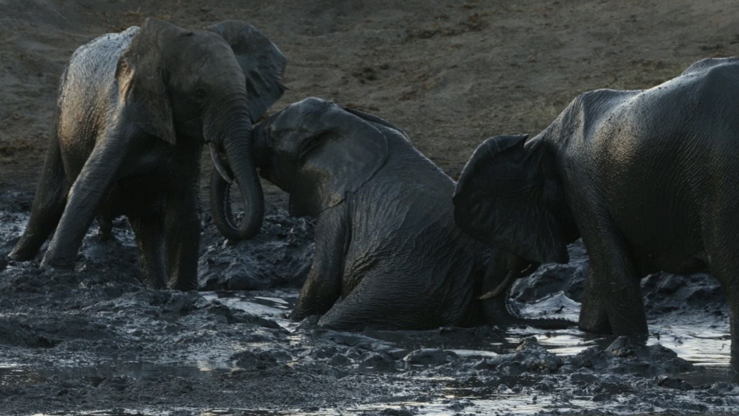 Viasat Nature - Noc na Zemi Afrika