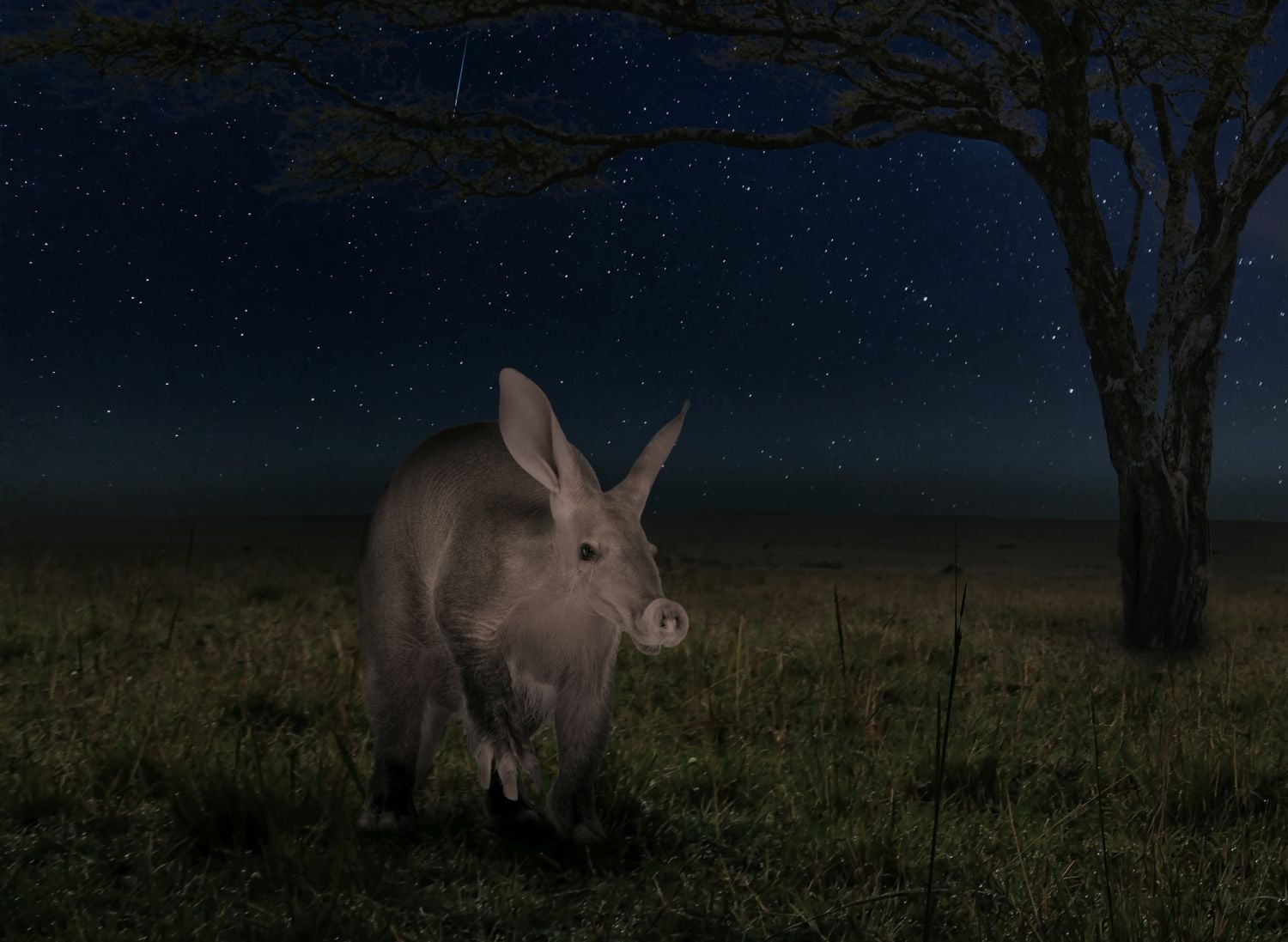 Viasat Nature - Noc na Zemi Afrika