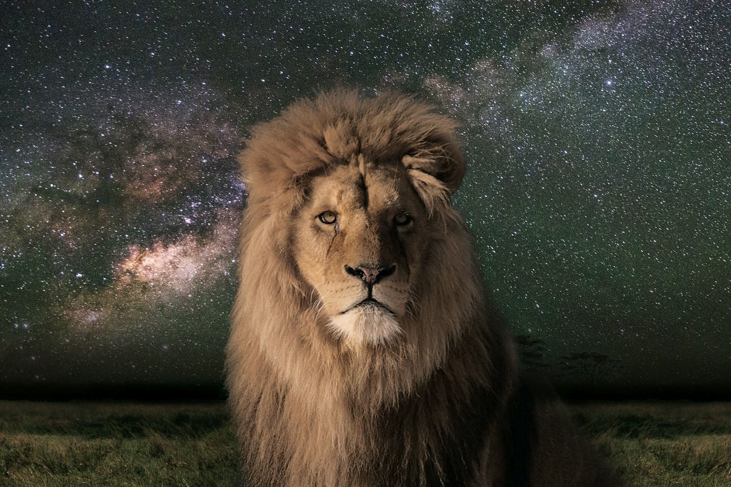 Viasat Nature - Noc na Zemi Afrika