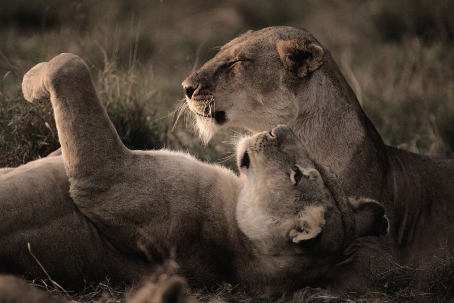 Viasat Nature - Noc na Zemi Afrika