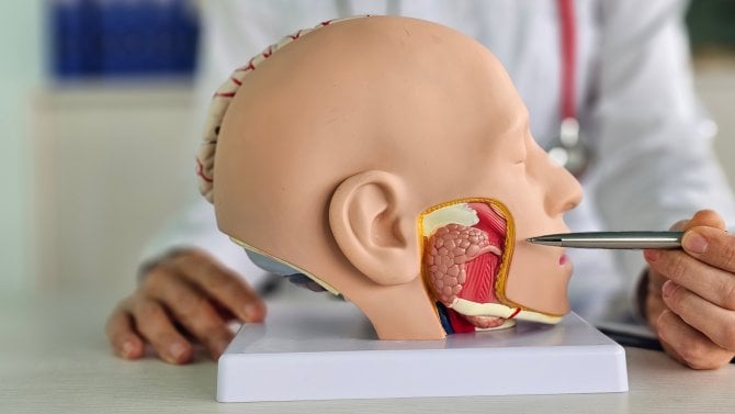 Anatomický model úst a jakyka