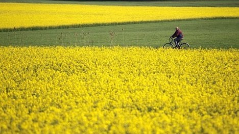Náhledový obrázek - Žluté Česko: větší podniky pěstují řepku na 12,5 procentech výměry