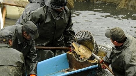 Náhledový obrázek - S vojáky zmizely z Brd i ryby, tržby z výlovu budou nízké