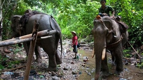 Náhledový obrázek - Reprodukci svědčí svoboda: rozmnožování slonů v zajetí vázne