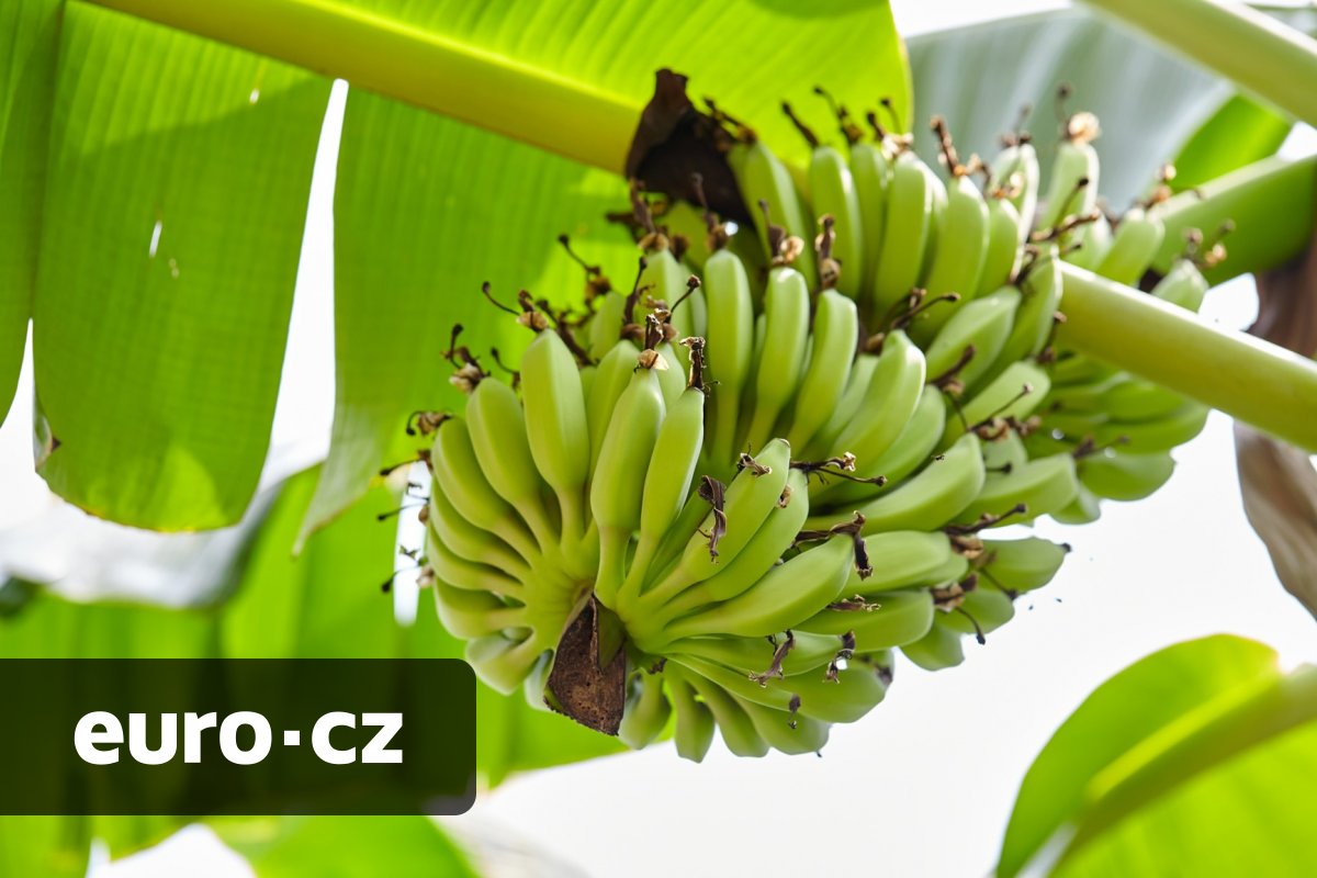 Čeká nás budoucnost bez banánů? Klimatická krize ohrožuje nejoblíbenější ovoce na světě i živobytí milionů lidí