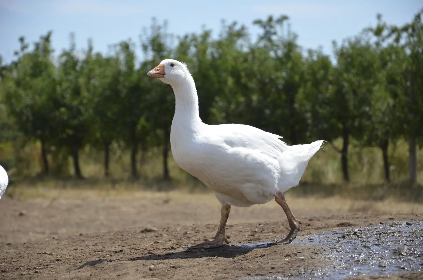 Rodinné BIO vinařství Víno Marcinčák