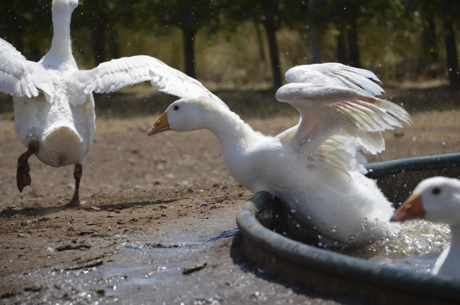 Rodinné BIO vinařství Víno Marcinčák