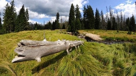 Náhledový obrázek - Vyprahlou Šumavu má oživit 140 milionů korun