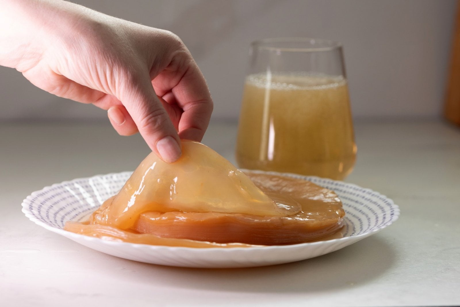 Scoby = symbiotická kultura bakterií a kvasinek