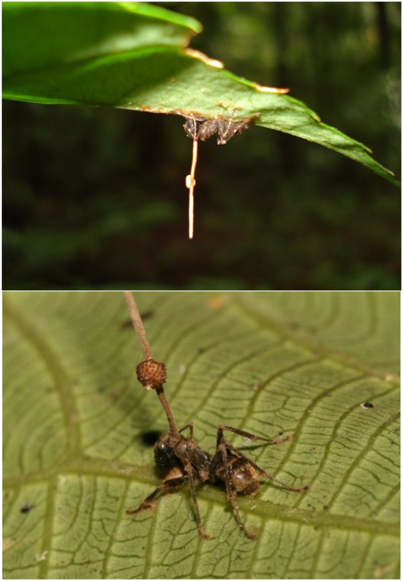 Houba Ophiocordyceps unilateralis vyrůstající z hlavy mravence